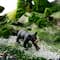 Safari Ltd® Black Bear Cub
